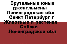 Брутальные юные джентльмены  - Ленинградская обл., Санкт-Петербург г. Животные и растения » Собаки   . Ленинградская обл.